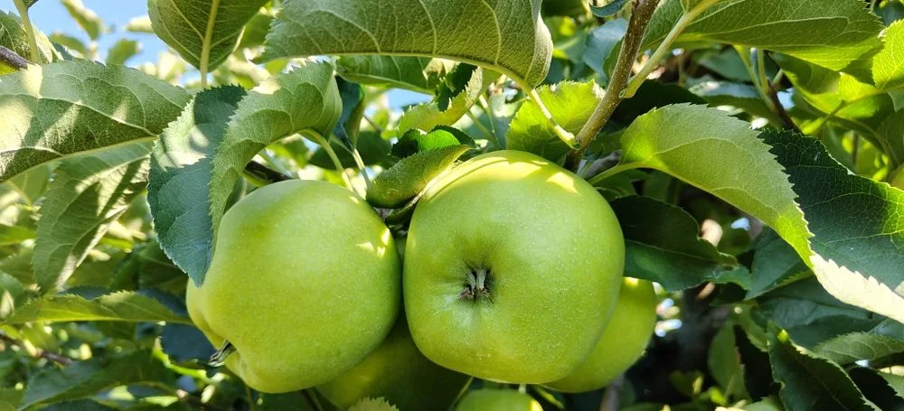 Jabłka Mutsu japońska odmiana Polecam!