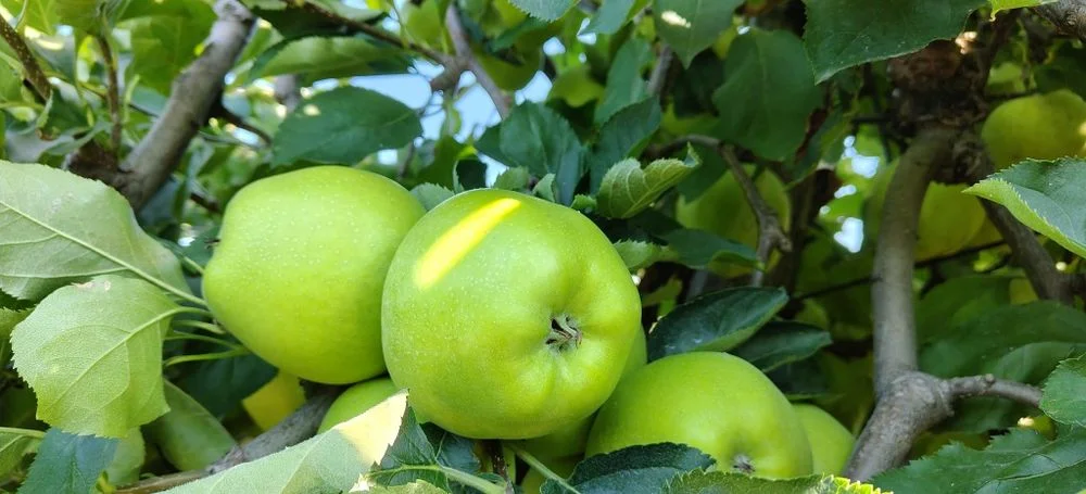 Jabłka Mutsu japońska odmiana Polecam! – zdjęcie 2