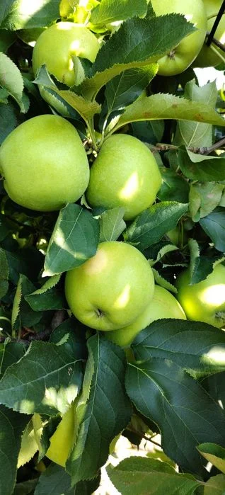 Jabłka Mutsu japońska odmiana Polecam! – zdjęcie 4