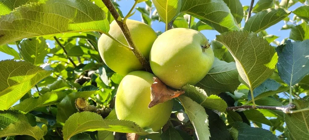 Jabłka Mutsu japońska odmiana Polecam! – zdjęcie 3