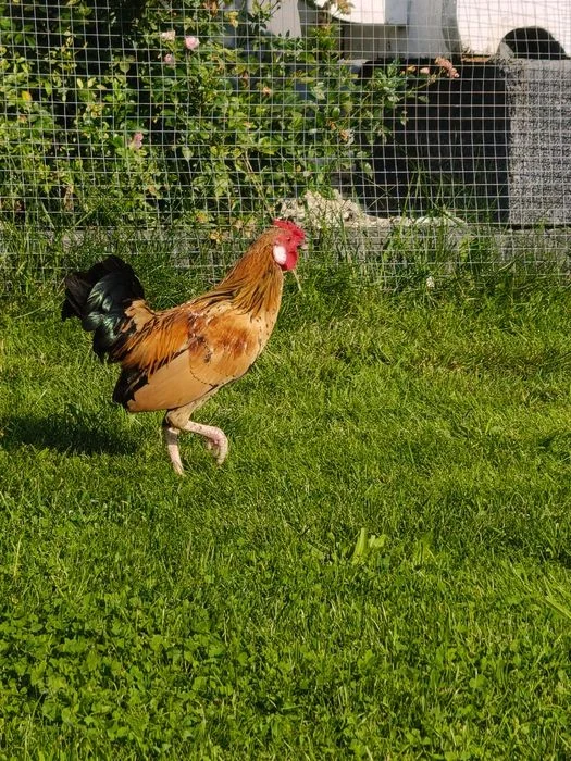 Sprzedam kogutki – zdjęcie 3