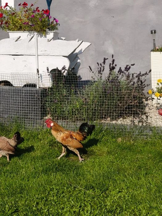 Sprzedam kogutki – zdjęcie 2