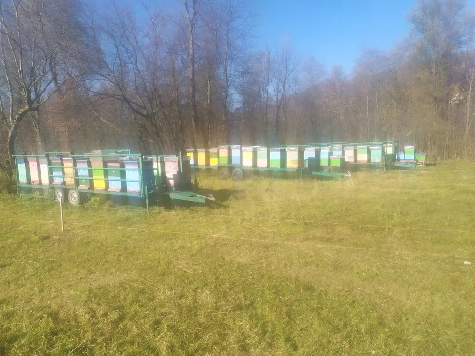 Rodziny pszczele 2026 – zdjęcie 3