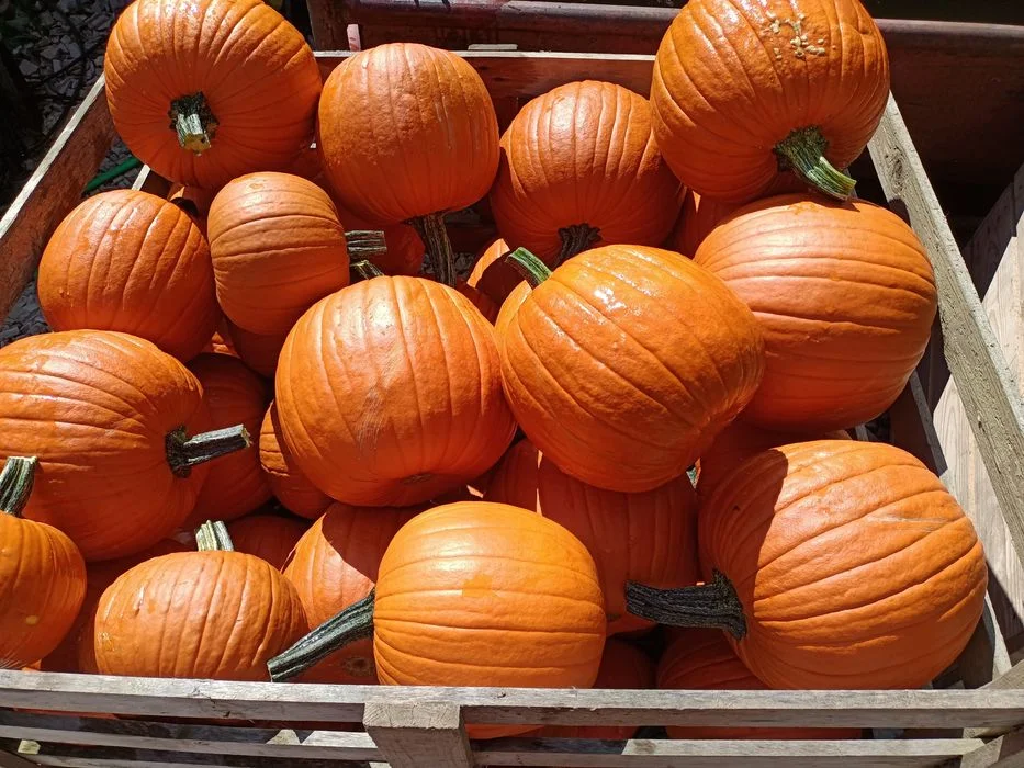 Dynia premium halloween ozdobna 5-10kg – zdjęcie 2