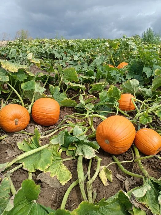 Dynia premium halloween ozdobna 5-10kg – zdjęcie 4