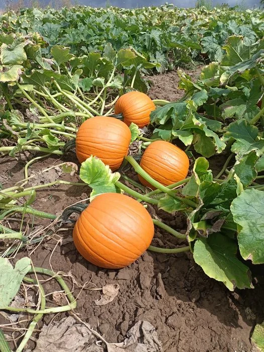Dynia premium halloween ozdobna 5-10kg – zdjęcie 5