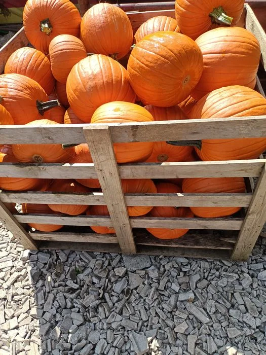 Dynia premium halloween ozdobna 5-10kg