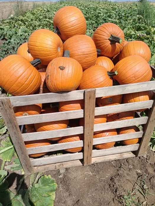 Dynia premium halloween ozdobna 5-10kg – zdjęcie 3