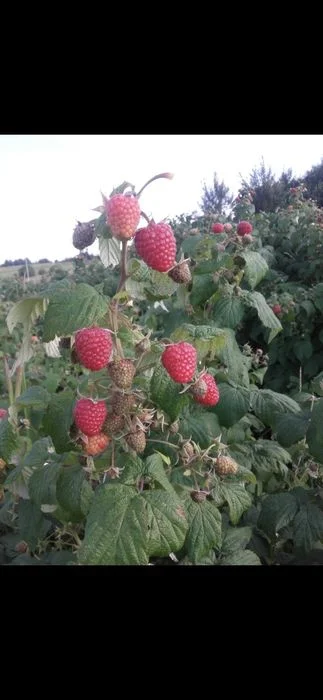 Sprzedam sadzonki malin jesiennych! (Polana) – zdjęcie 2