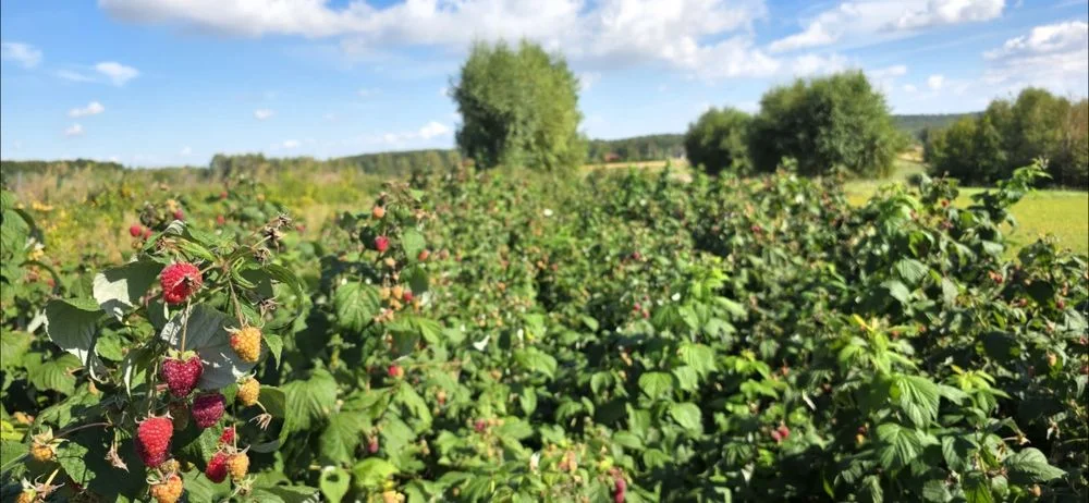 Sprzedam sadzonki malin jesiennych! (Polana)