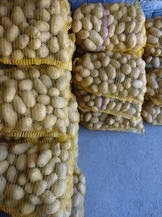 Ziemniaki queen anne królowa anna żółte, w woreczkach 15kg soraya – zdjęcie 3