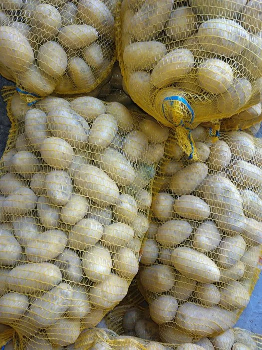 Ziemniaki queen anne królowa anna żółte, w woreczkach 15kg soraya – zdjęcie 2
