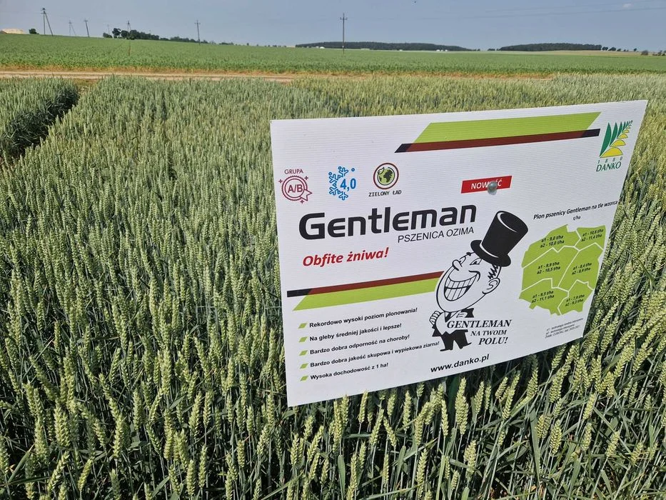 Gentleman Kwalifikowany materiał siewny pszenica ozima C/1 kwalifikat – zdjęcie 3