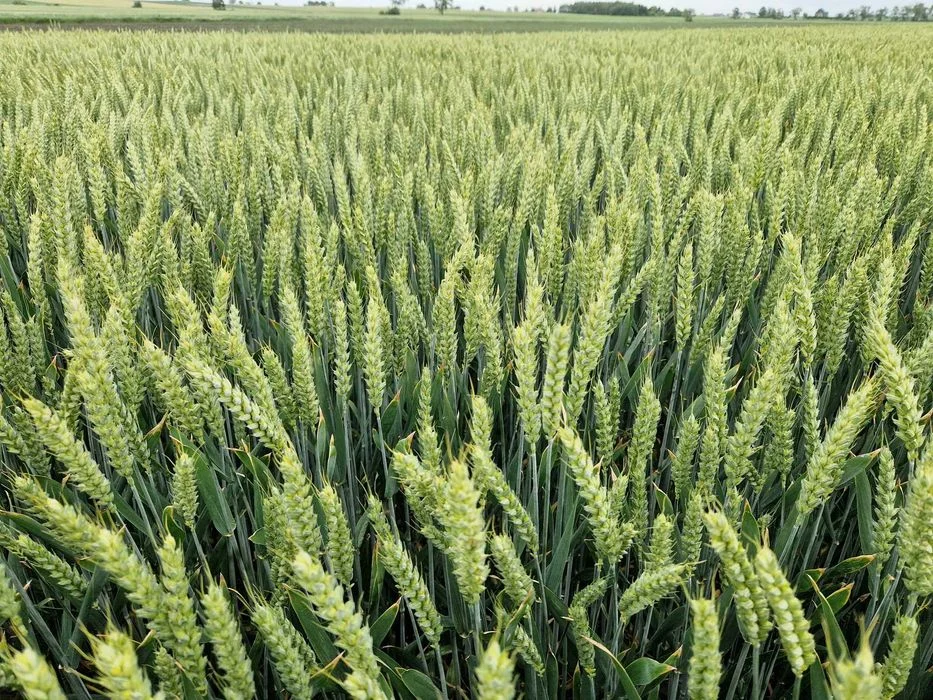 Sanseo Kwalifikowany materiał siewny pszenica ozima C/1 kwalifikat – zdjęcie 7