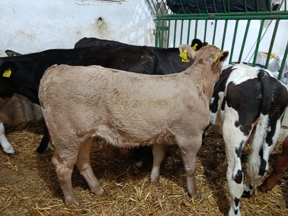 Byczki Polskie MM NCB 90-120 kg – zdjęcie 6
