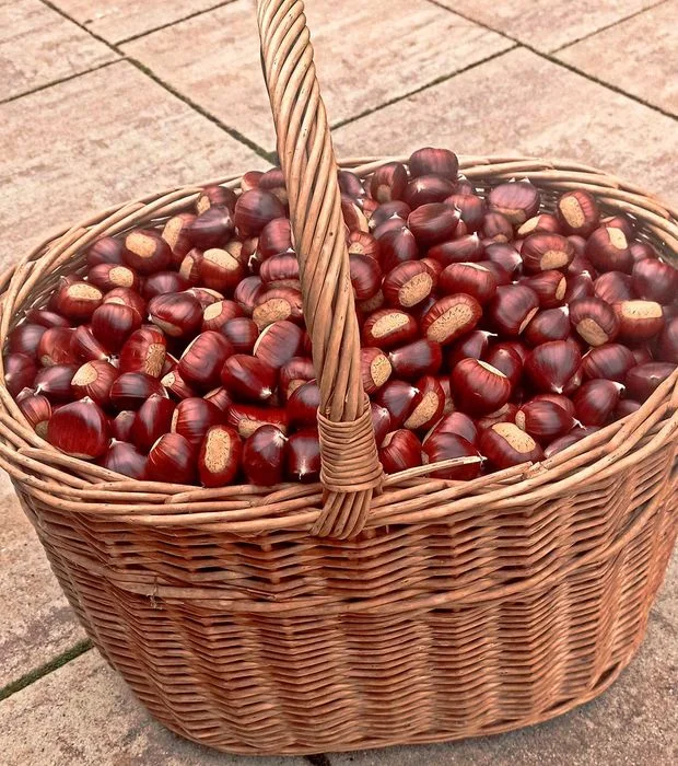 Kasztany jadalne, 4kg