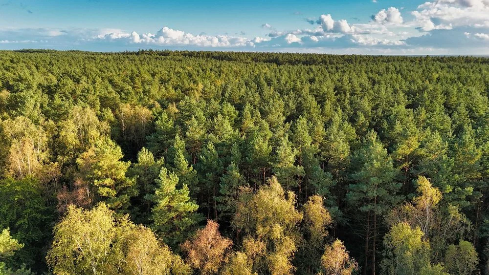 Domek w środku lasu! Na wynajem! – zdjęcie 10
