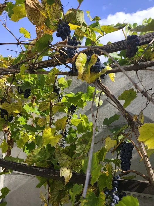 Sprzedam około 5 kg winogrona ciemny – zdjęcie 2