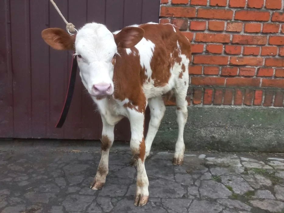 Jałoszka Cielak sprzedam – zdjęcie 2