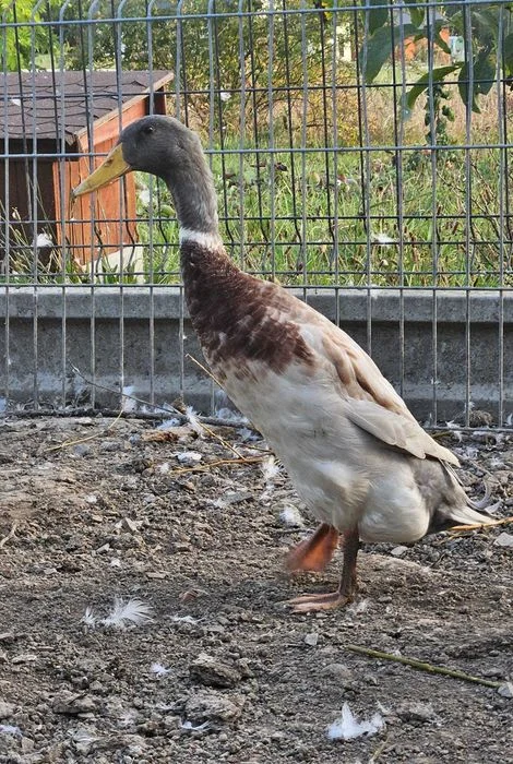 Sprzedam 2 Kaczory biegusy