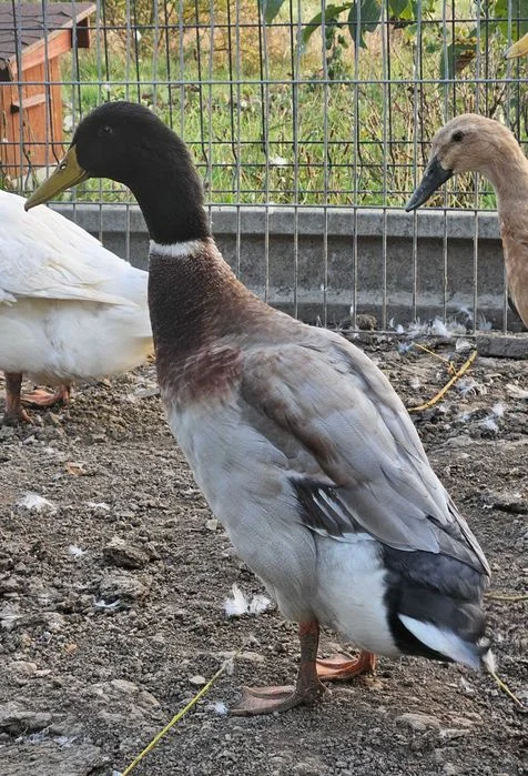 Sprzedam 2 Kaczory biegusy – zdjęcie 2