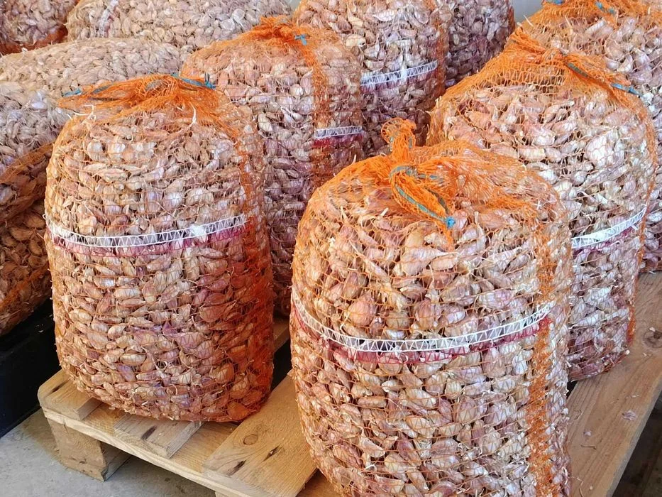 Czosnek Harnaś ząbki do sadzenia - dostępne 300kg