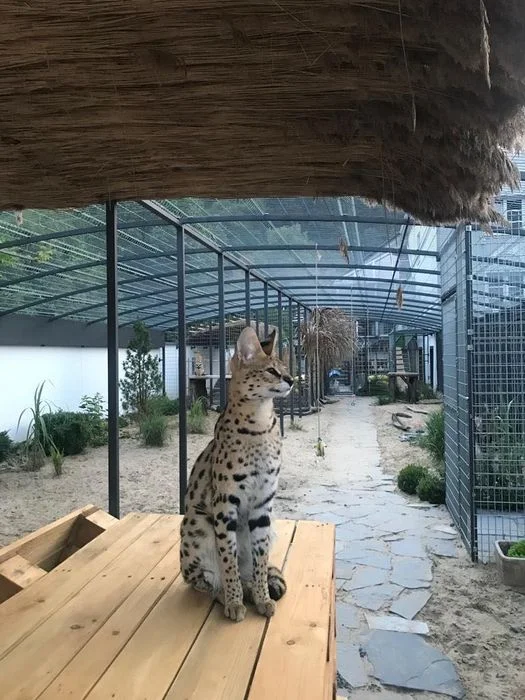 Safari House na wyłączność, Wisła, 15 osób+, nocleg Wisła, domek Wisła, apartamenty Wisła – zdjęcie 2