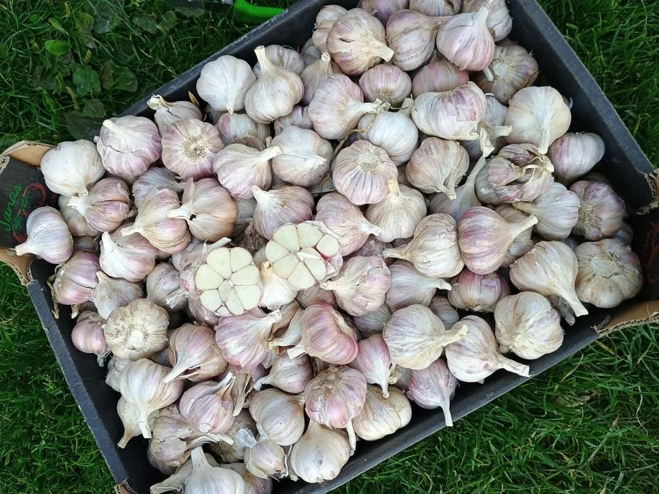 Czosnek harnaś przemysłowy 3 kg