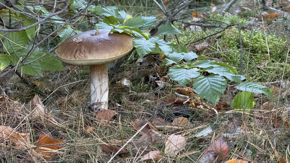 Sprzedam grzyby – zdjęcie 3