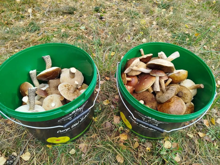 Sprzedam świeże koźlarze z dzisiaj