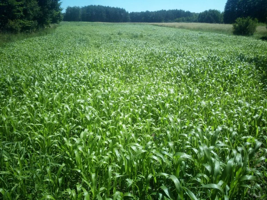 Mieszaniec Sorgo i trawy sudańskiej, KARIM, sorgo kiszonkarskie – zdjęcie 4