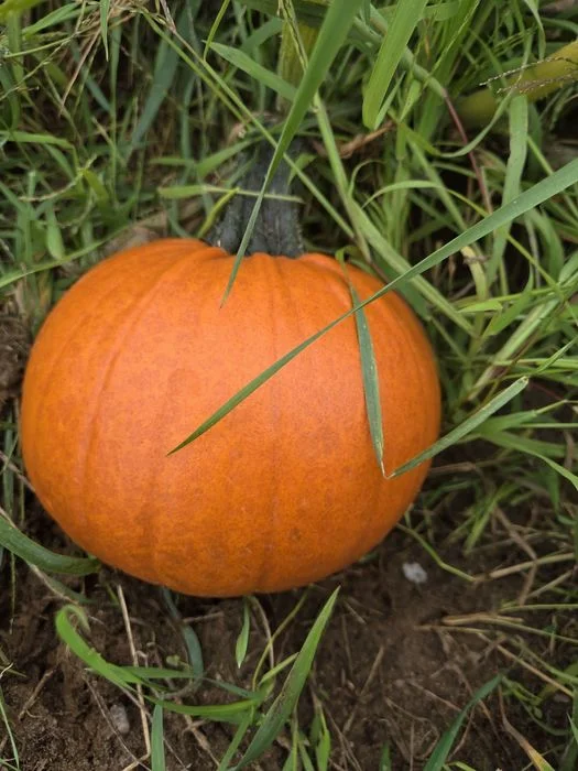 Dynia dynie Halloween – zdjęcie 3