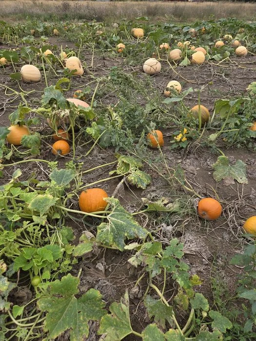 Dynia dynie Halloween – zdjęcie 4
