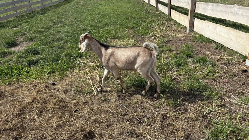 Kozły Anglonubijskie