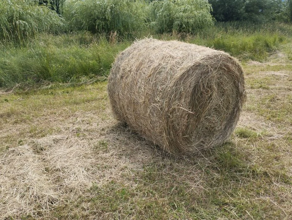 Sprzedam bale z siana – zdjęcie 3