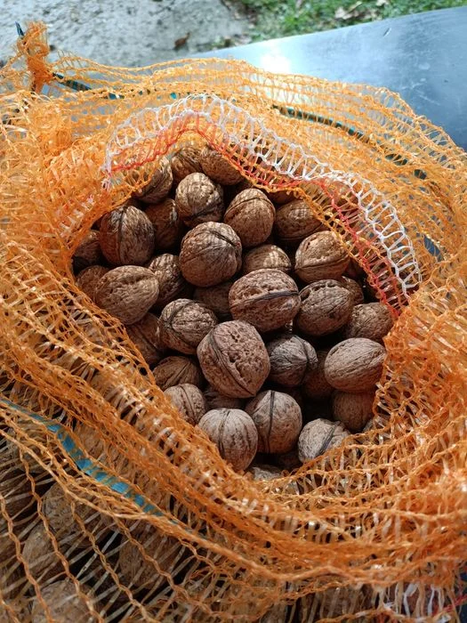 Orzechy włoskie 5 kg rezerwacja