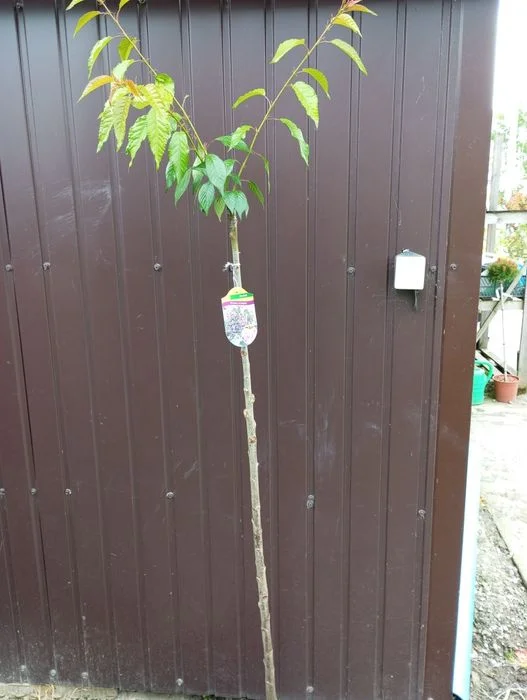 Klon,catalpa sadzonki – zdjęcie 4