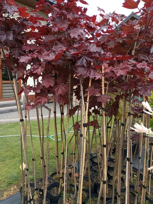 Klon,catalpa sadzonki – zdjęcie 3