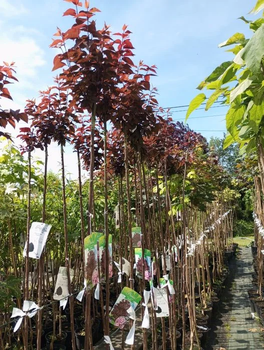 Klon,catalpa sadzonki – zdjęcie 7