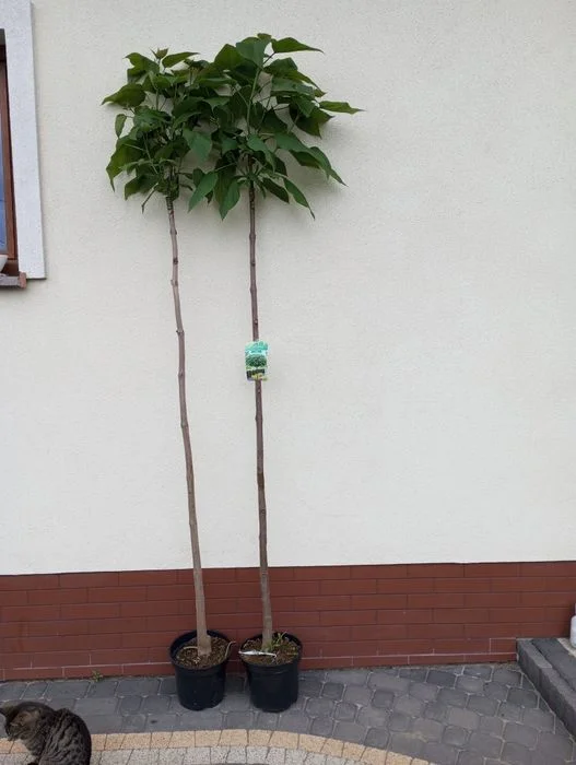 Klon,catalpa sadzonki – zdjęcie 2