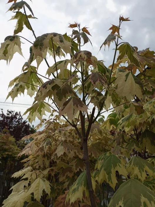 Klon,catalpa sadzonki – zdjęcie 6