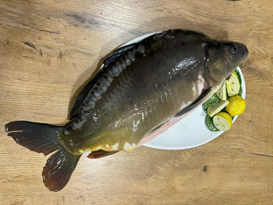 Karp świeży, patroszony