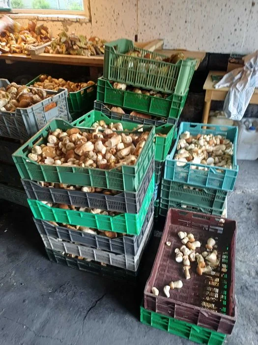 prawdziwek 30zl/kg wiekszy cięty 45zl/kg marynata atest – zdjęcie 3