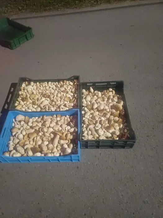 prawdziwek 30zl/kg wiekszy cięty 45zl/kg marynata atest