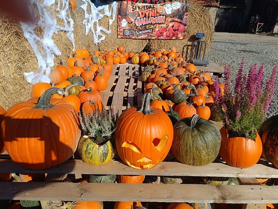 Sprzedaż Dyń na Halloween – zdjęcie 3