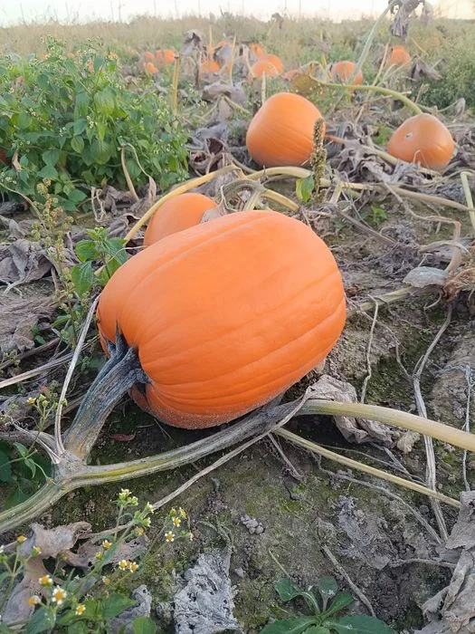 Sprzedaż Dyń na Halloween – zdjęcie 5