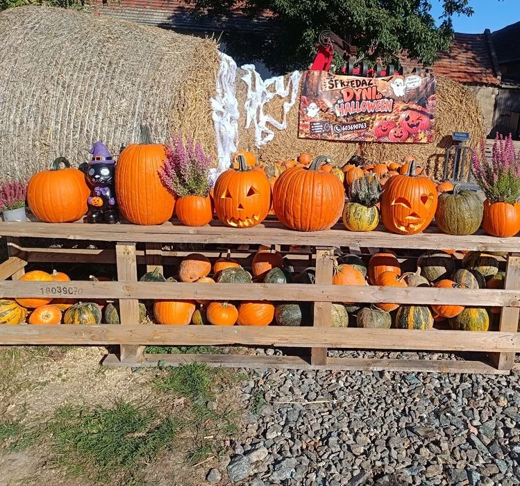 Sprzedaż Dyń na Halloween – zdjęcie 6