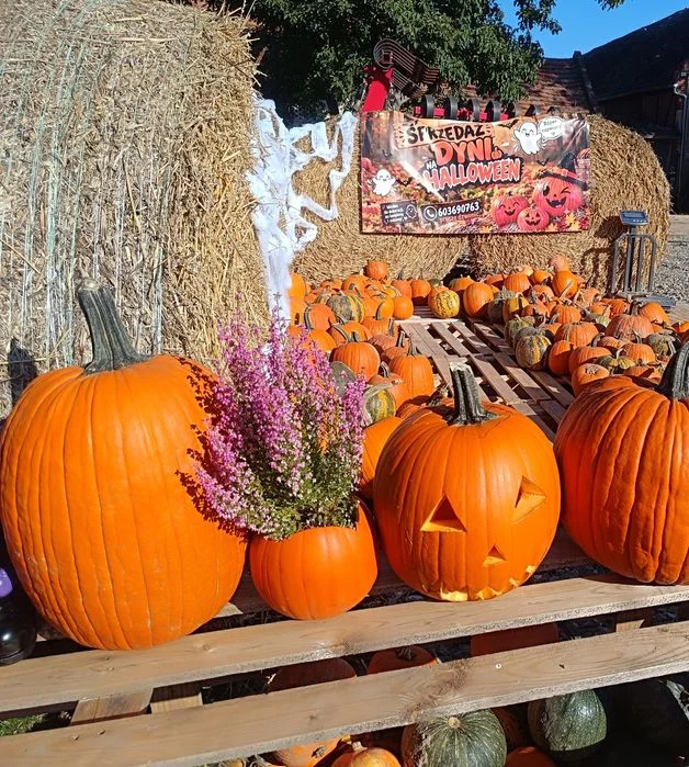 Sprzedaż Dyń na Halloween – zdjęcie 4