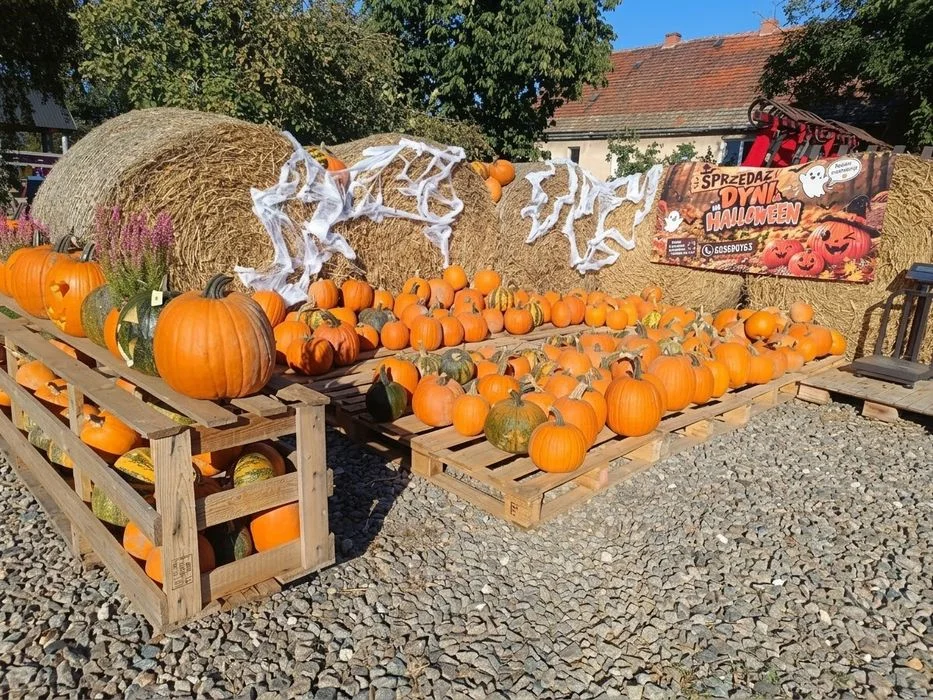 Sprzedaż Dyń na Halloween – zdjęcie 2