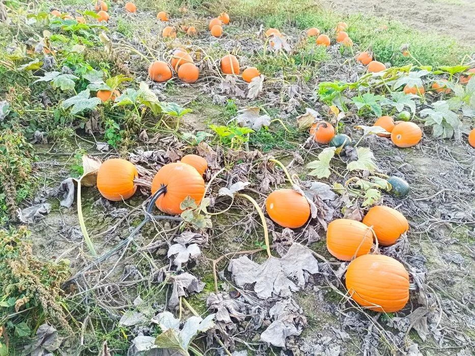 Sprzedaż Dyń na Halloween – zdjęcie 7